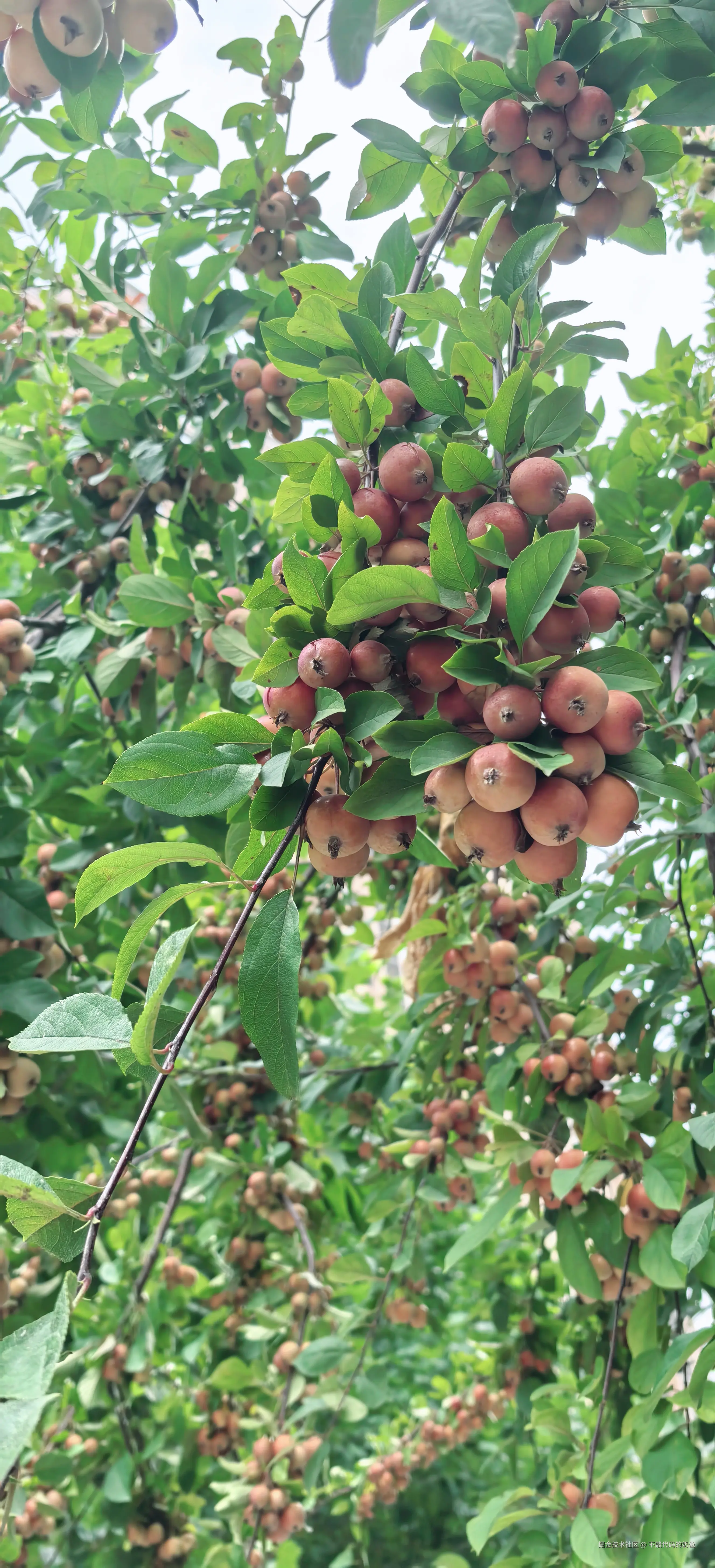 不敲代码的奶爸于2024-08-25 08:49发布的图片