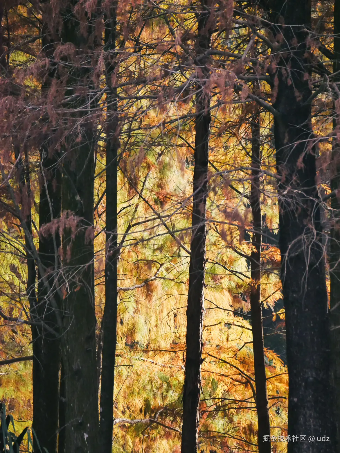 udz于2025-01-18 09:26发布的图片