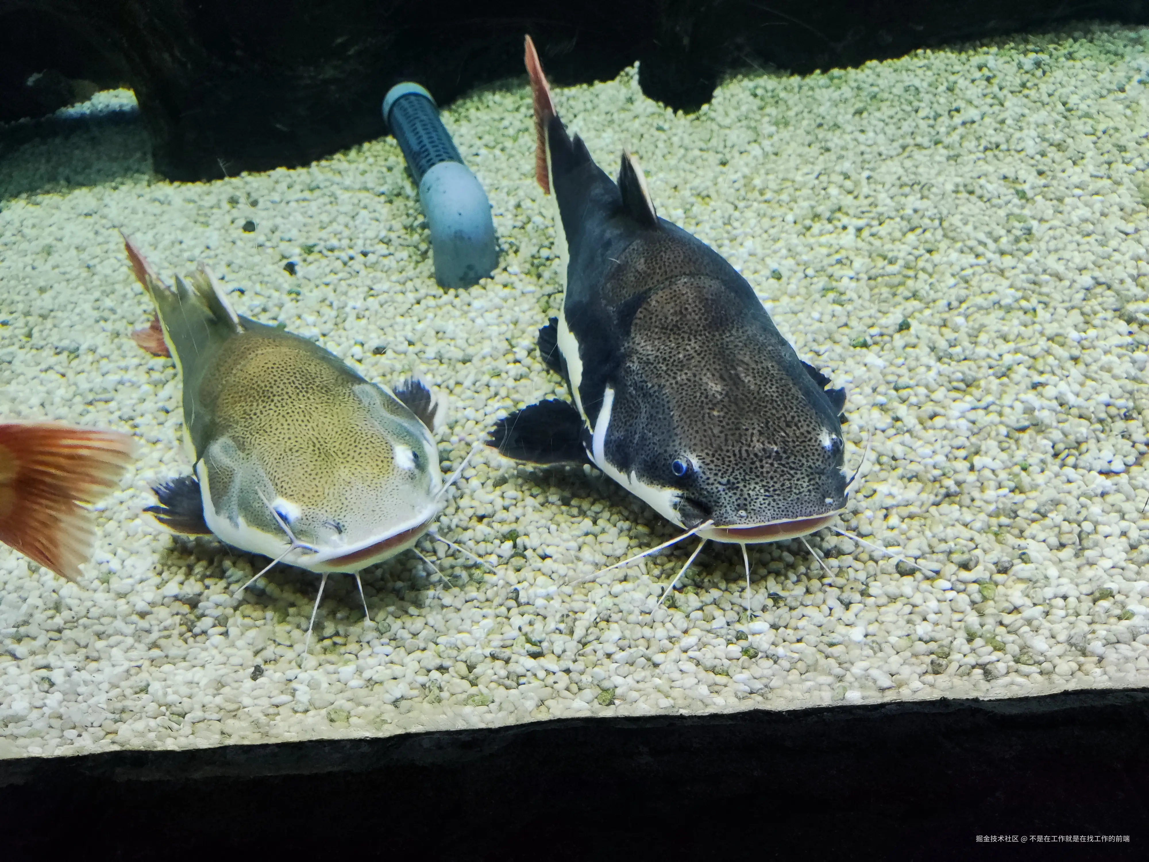 不是在工作就是在找工作的前端于2024-08-12 09:53发布的图片