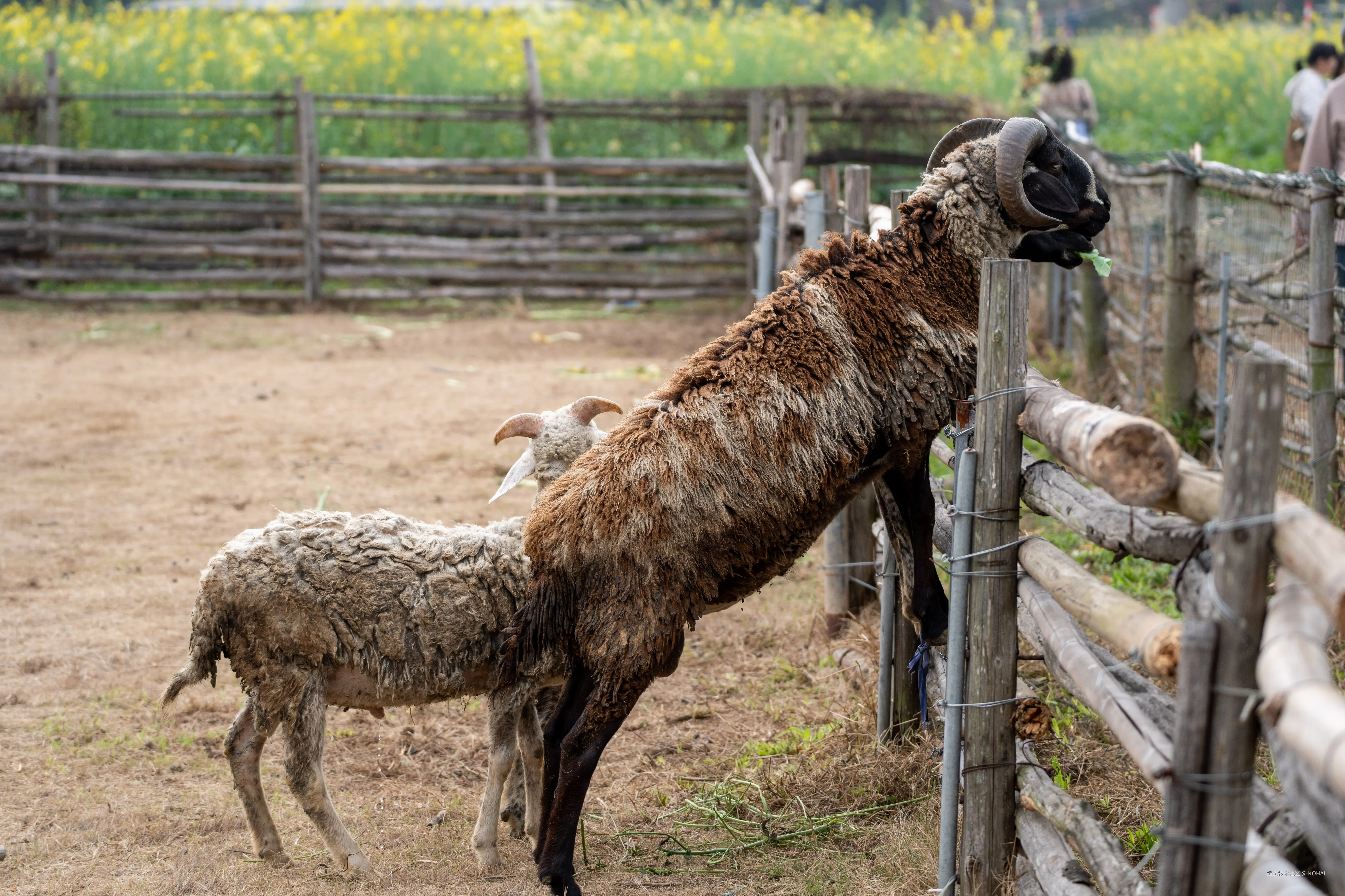 KOHAI于2025-03-10 11:38发布的图片