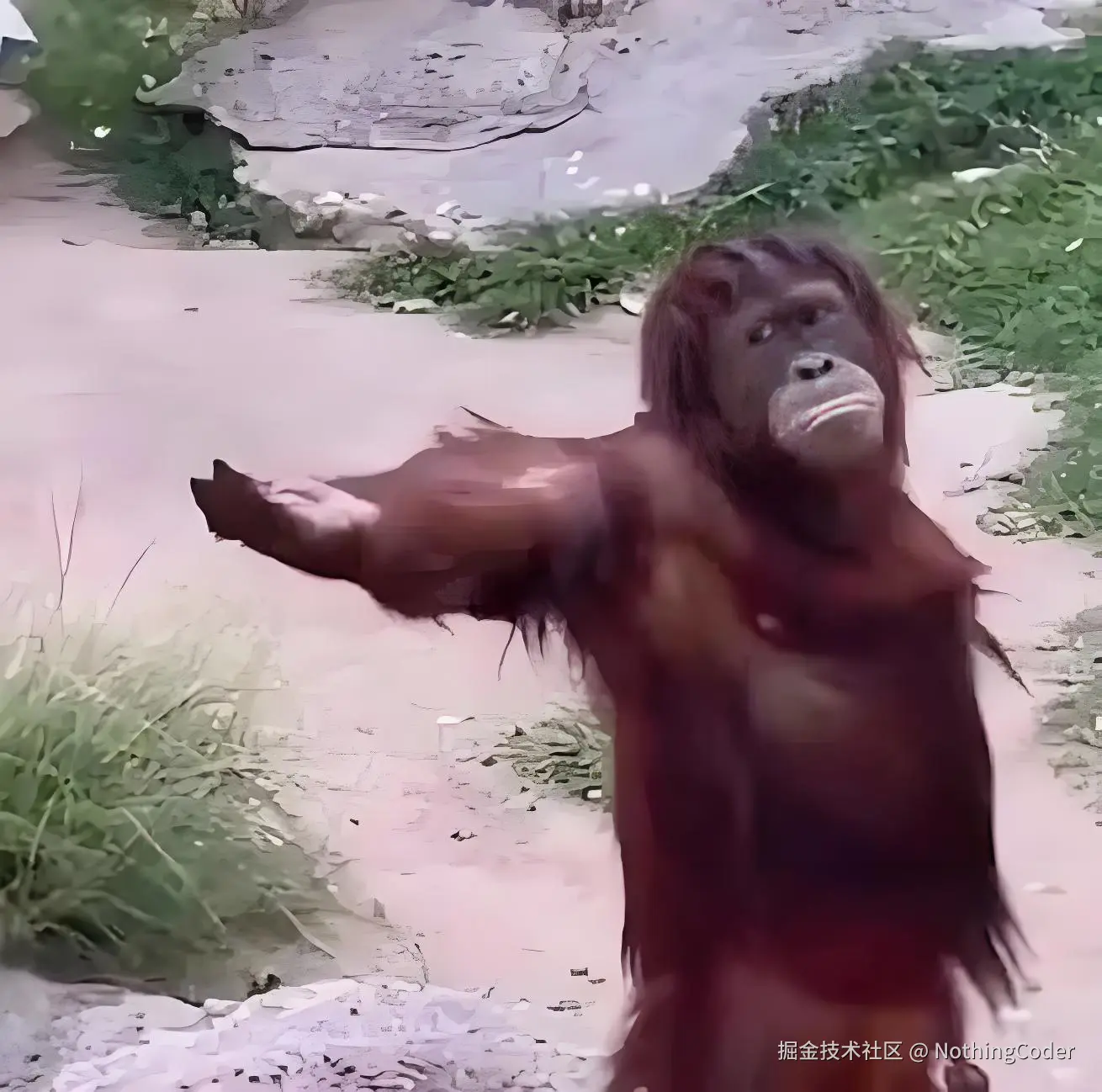 NothingCoder于2025-05-08 11:14发布的图片