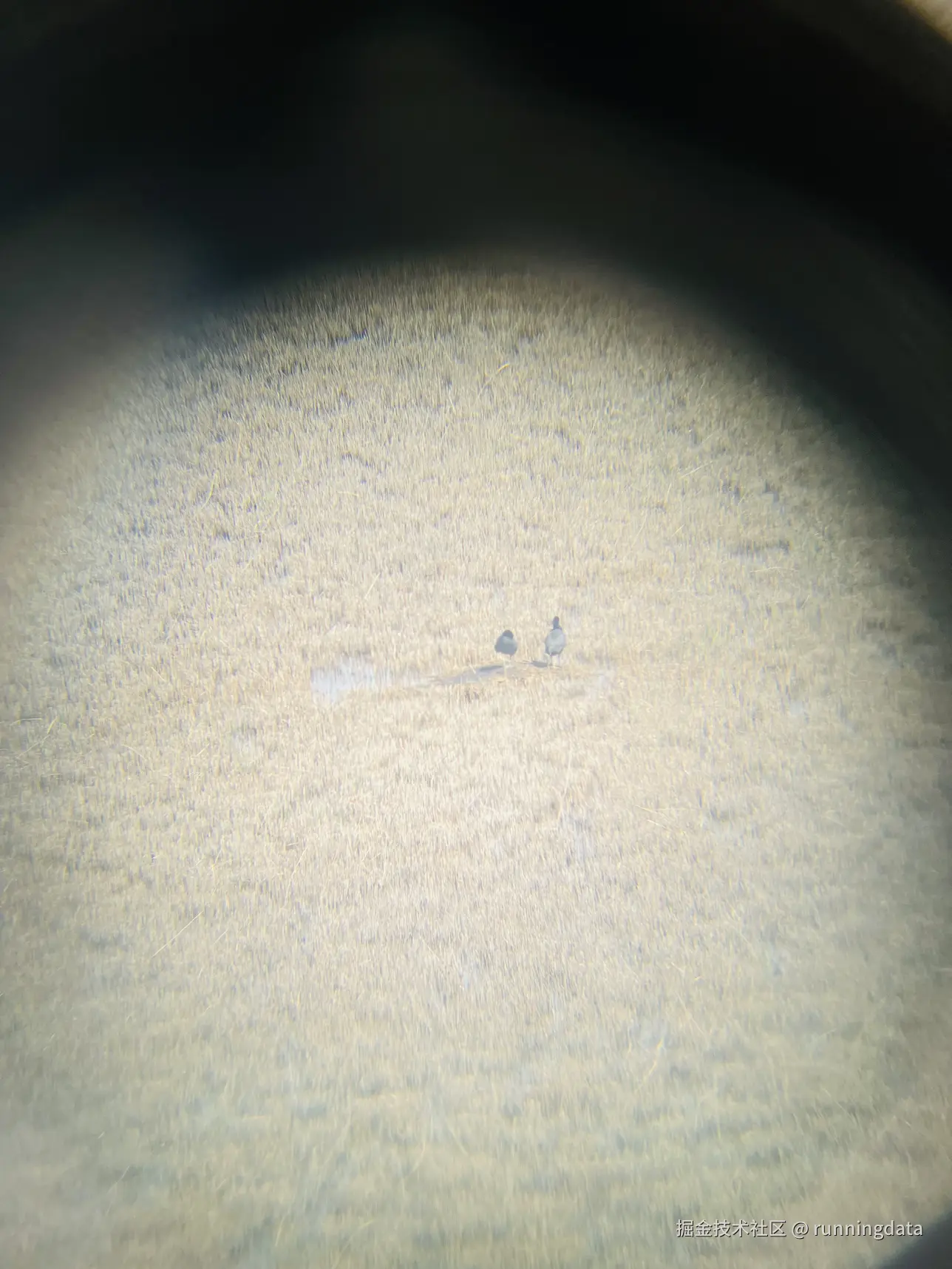 runningdata于2026-04-09 07:19发布的图片