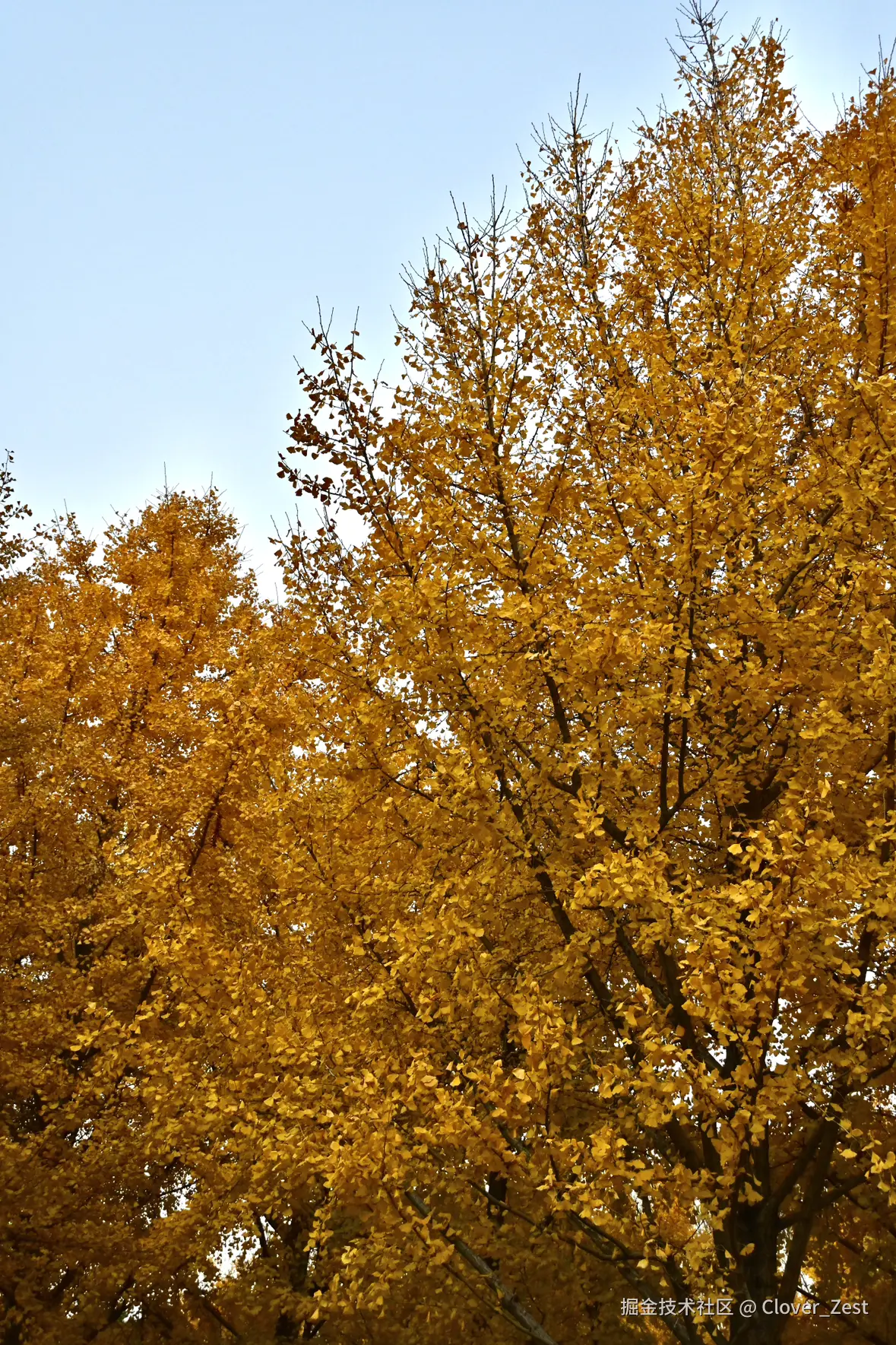 Clover_Zest于2025-12-08 10:12发布的图片