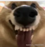 狗熊岭在逃翠花于2025-09-22 11:22发布的图片