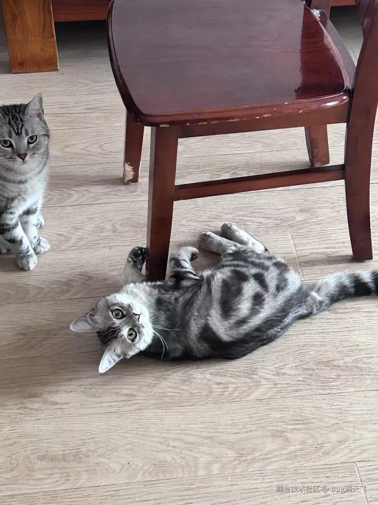 Bug满天飞于2025-04-16 14:35发布的图片