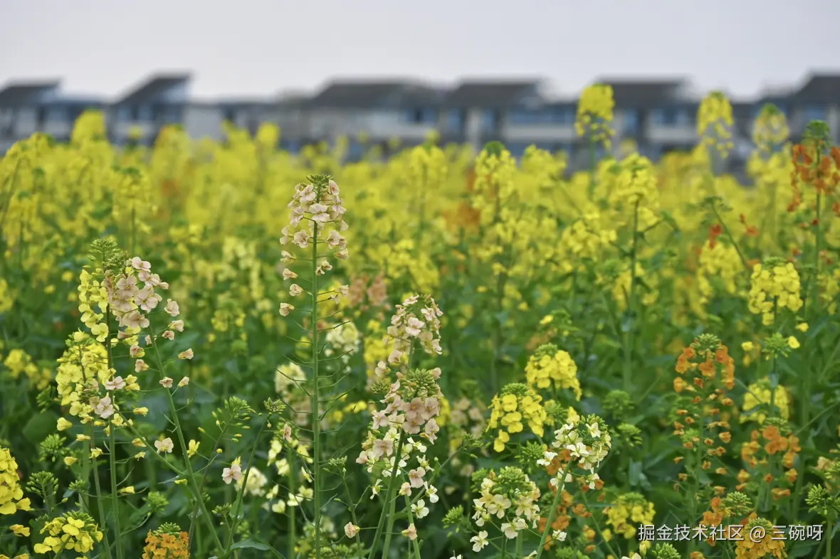 三碗呀于2025-03-10 06:21发布的图片