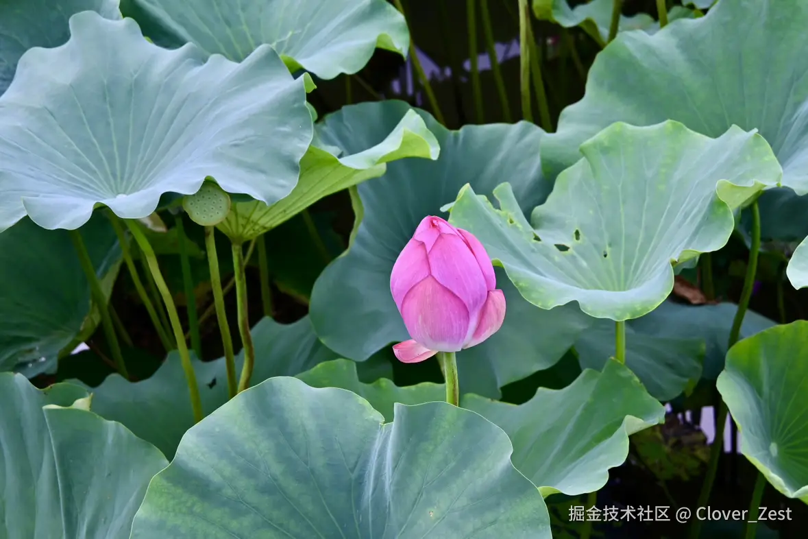 Clover_Zest于2025-07-21 10:37发布的图片