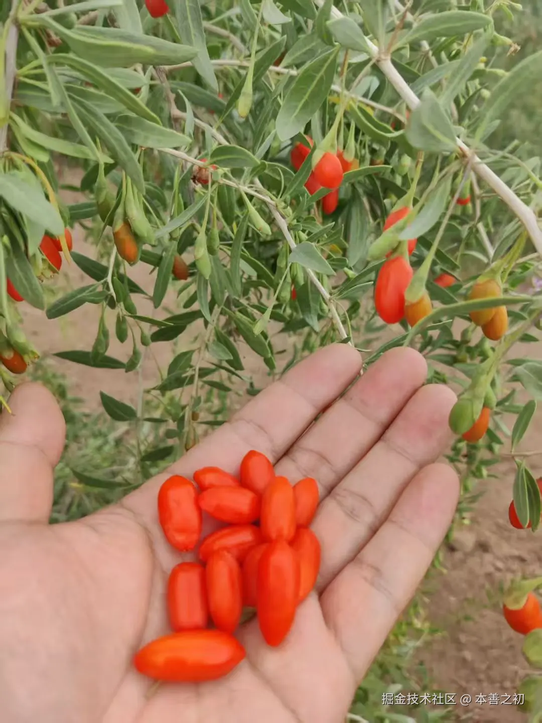 本善之初于2025-06-13 16:10发布的图片