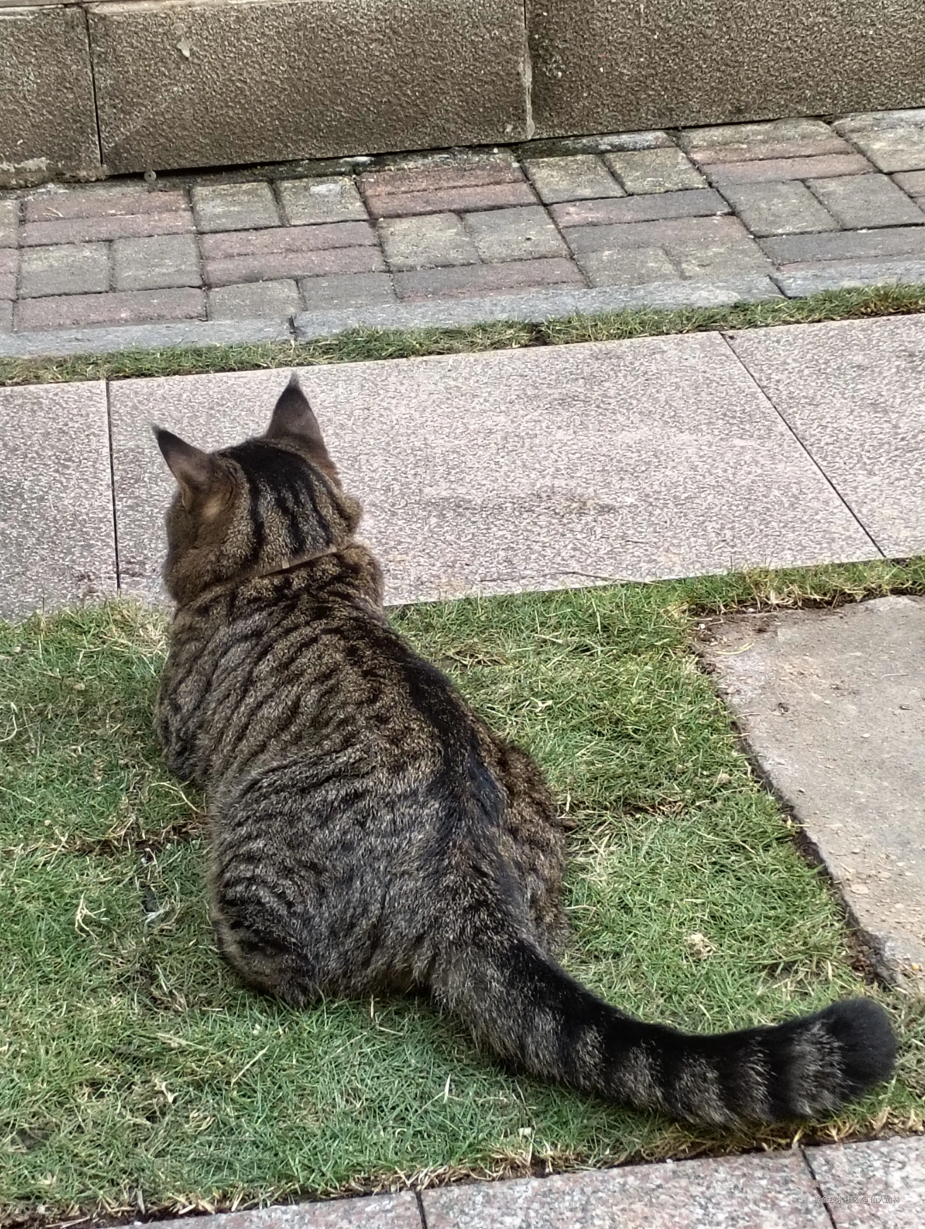 仙人加林于2025-11-15 17:00发布的图片