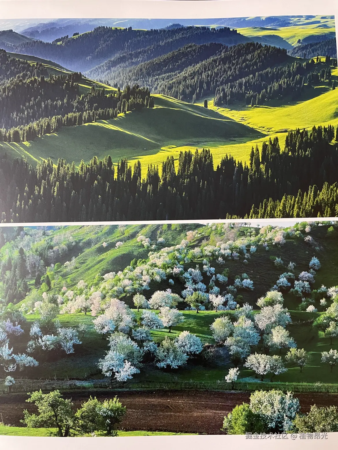 植物昂光于2026-03-18 21:15发布的图片