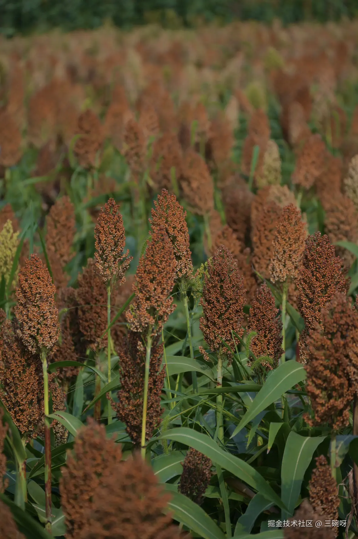 三碗呀于2025-09-15 11:29发布的图片