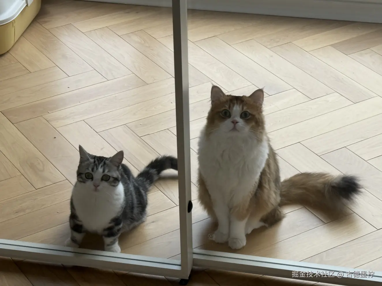 古德墨柠于2026-01-30 17:53发布的图片