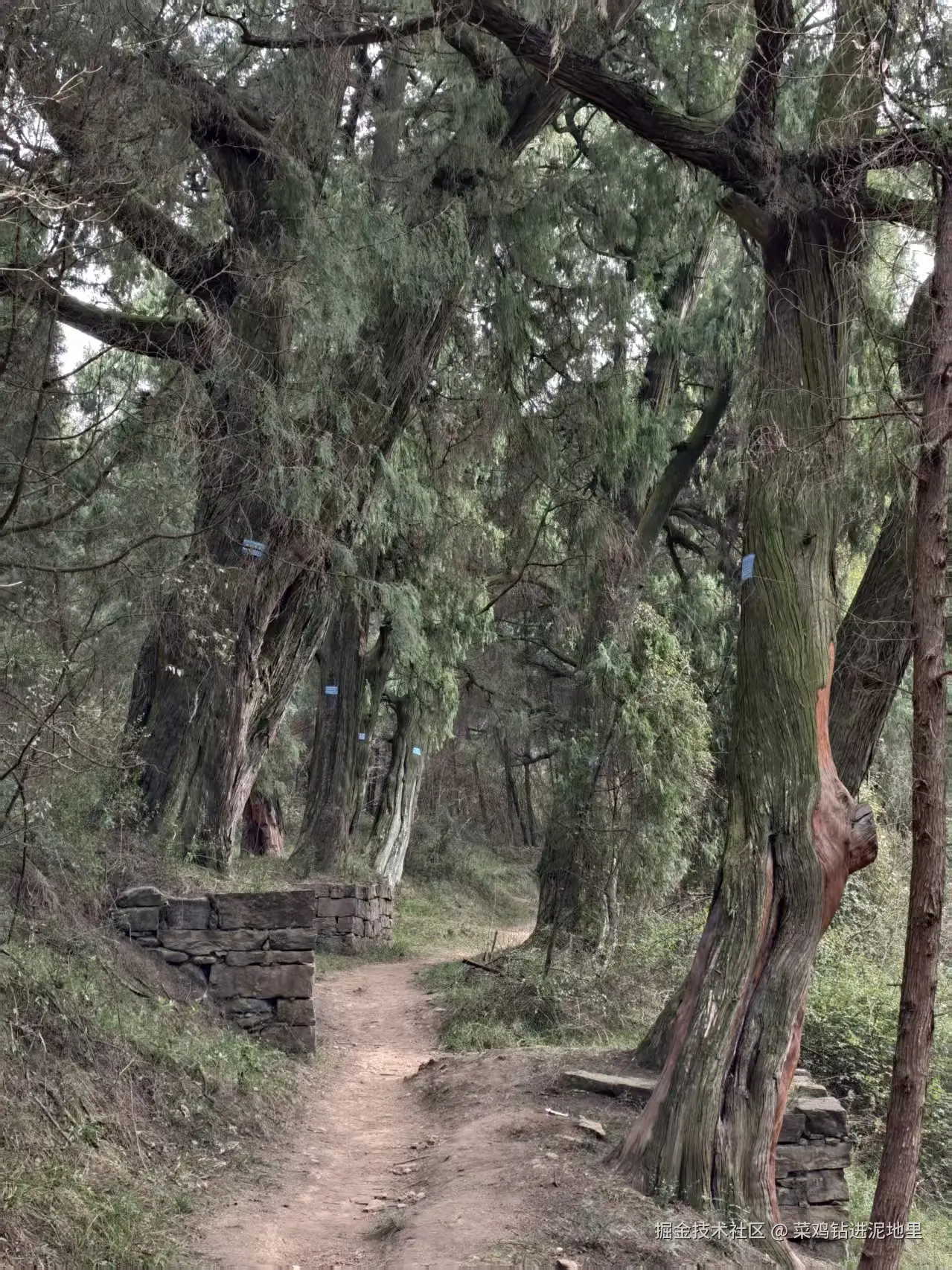 菜鸡钻进泥地里于2026-02-02 01:29发布的图片