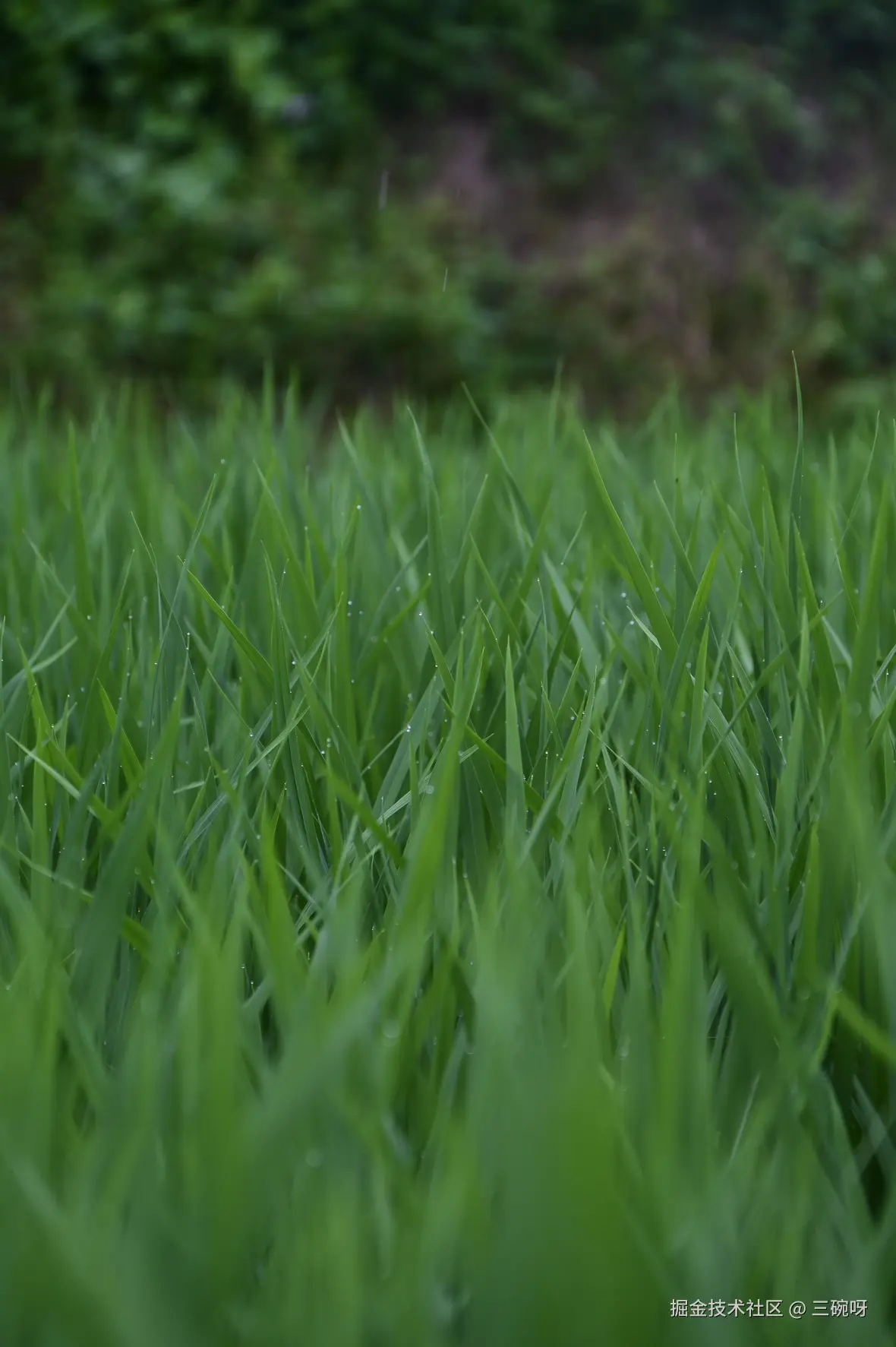 三碗呀于2025-07-02 10:00发布的图片