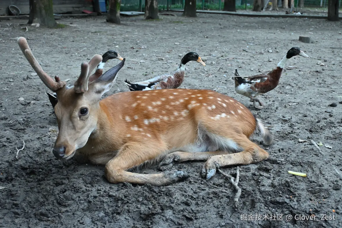 Clover_Zest于2025-07-21 10:37发布的图片