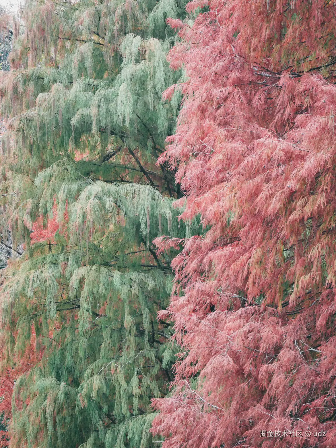 udz于2025-01-18 09:26发布的图片