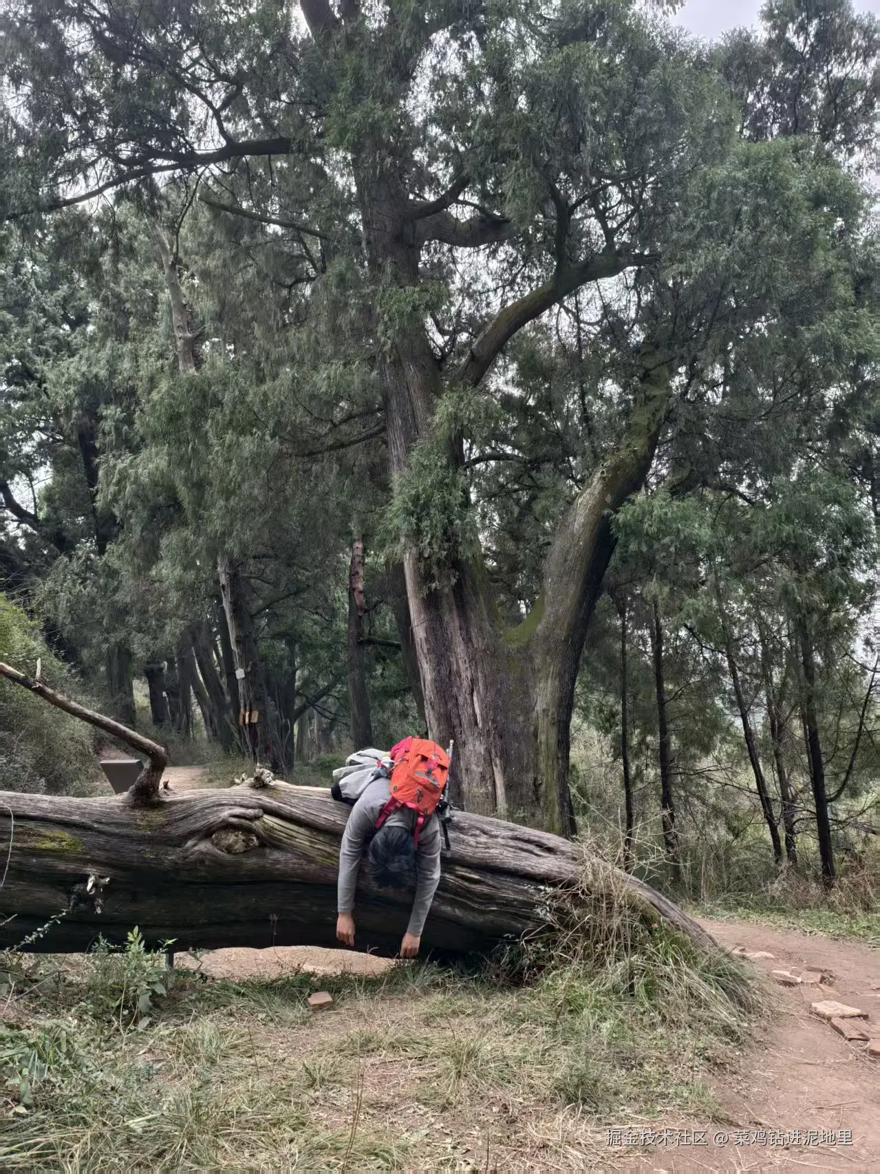 菜鸡钻进泥地里于2026-02-02 01:29发布的图片