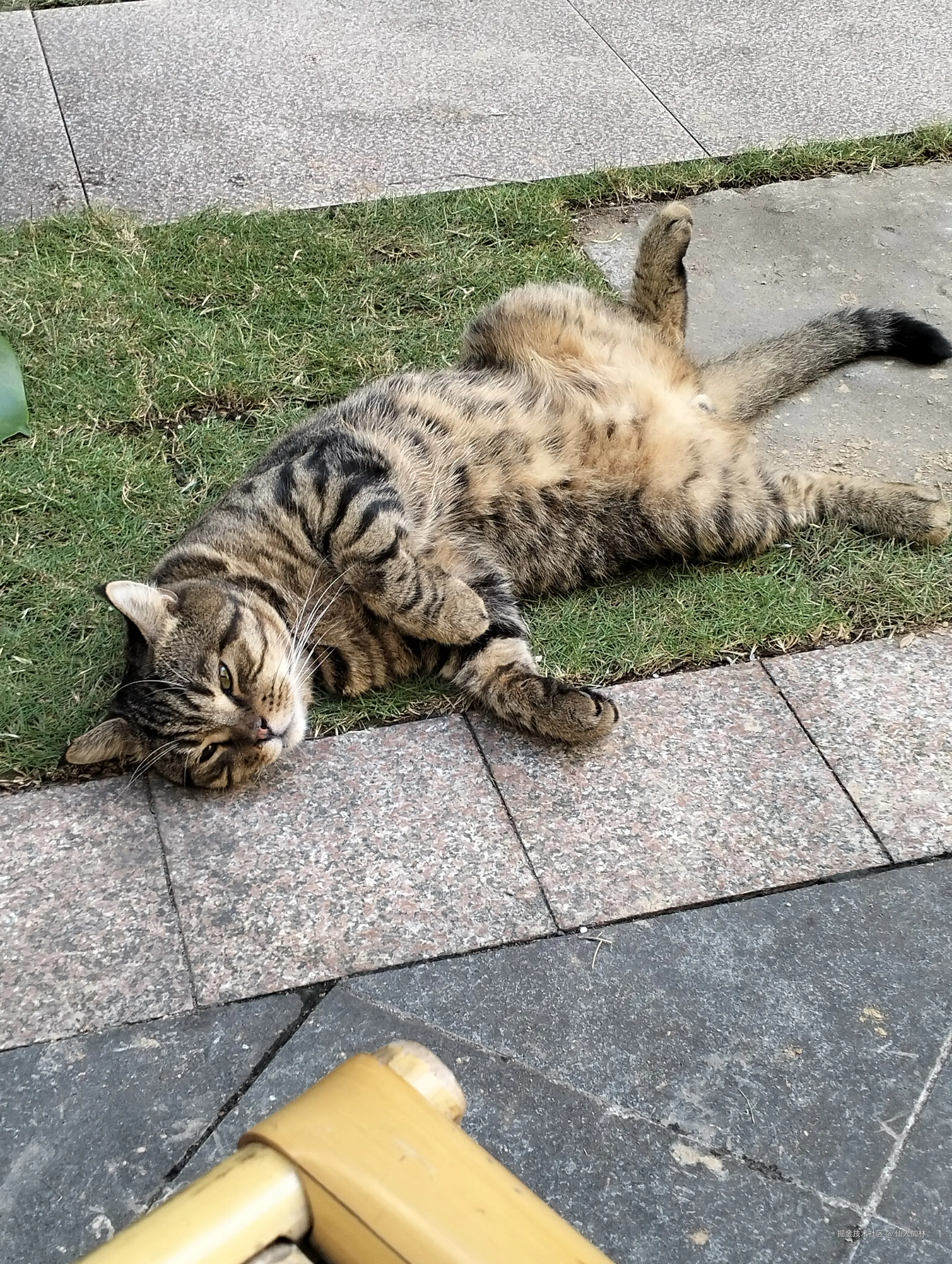 仙人加林于2025-11-15 17:00发布的图片