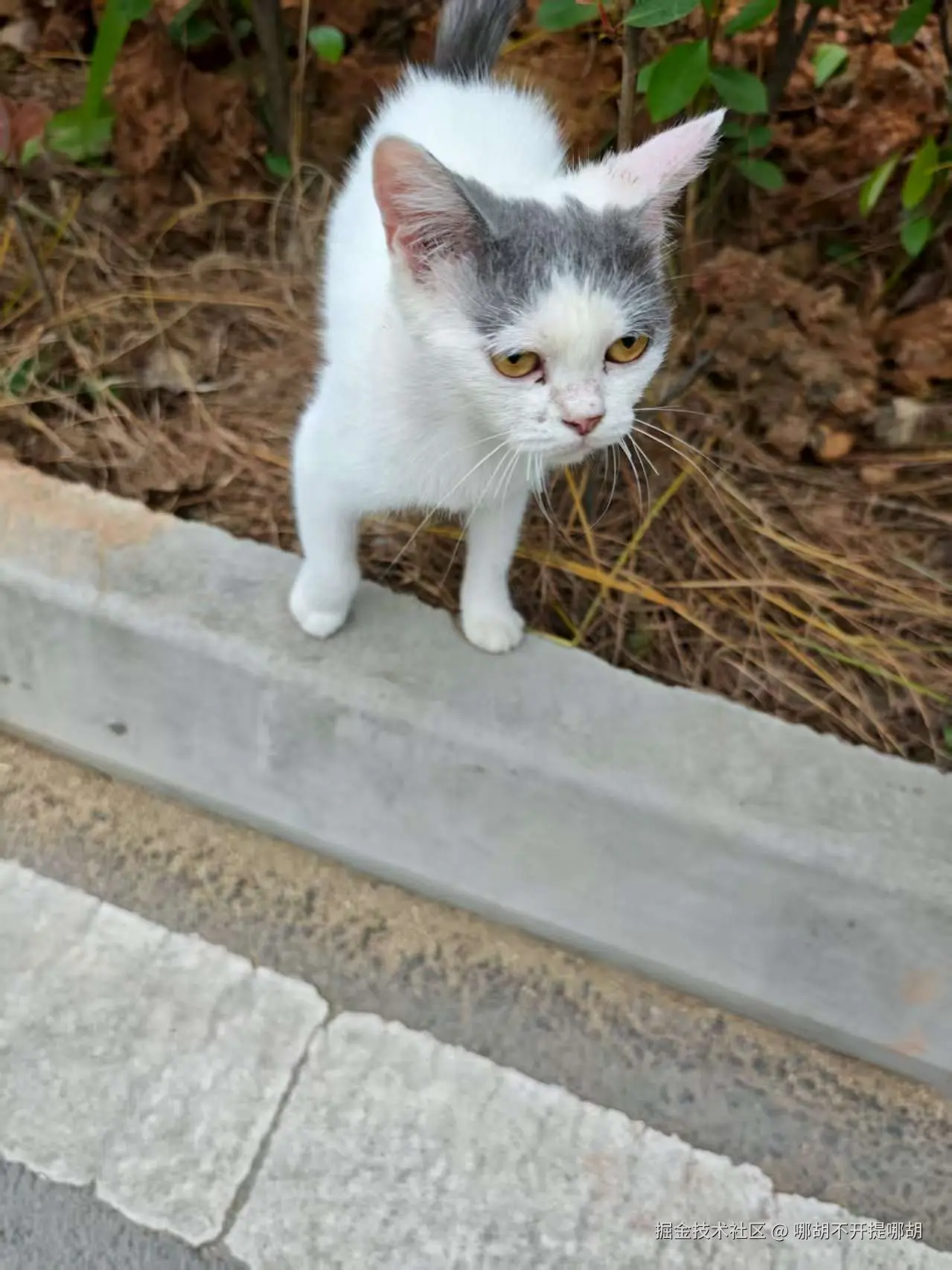 哪胡不开提哪胡于2025-09-02 09:10发布的图片