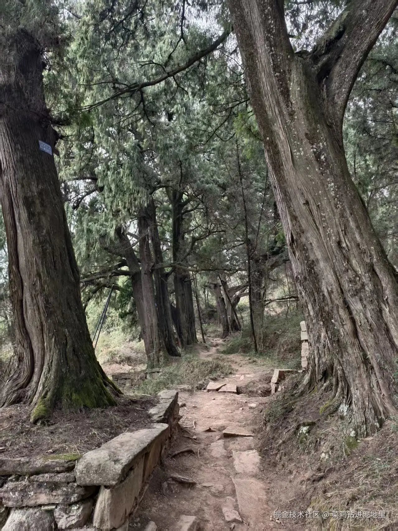 菜鸡钻进泥地里于2026-02-02 01:29发布的图片