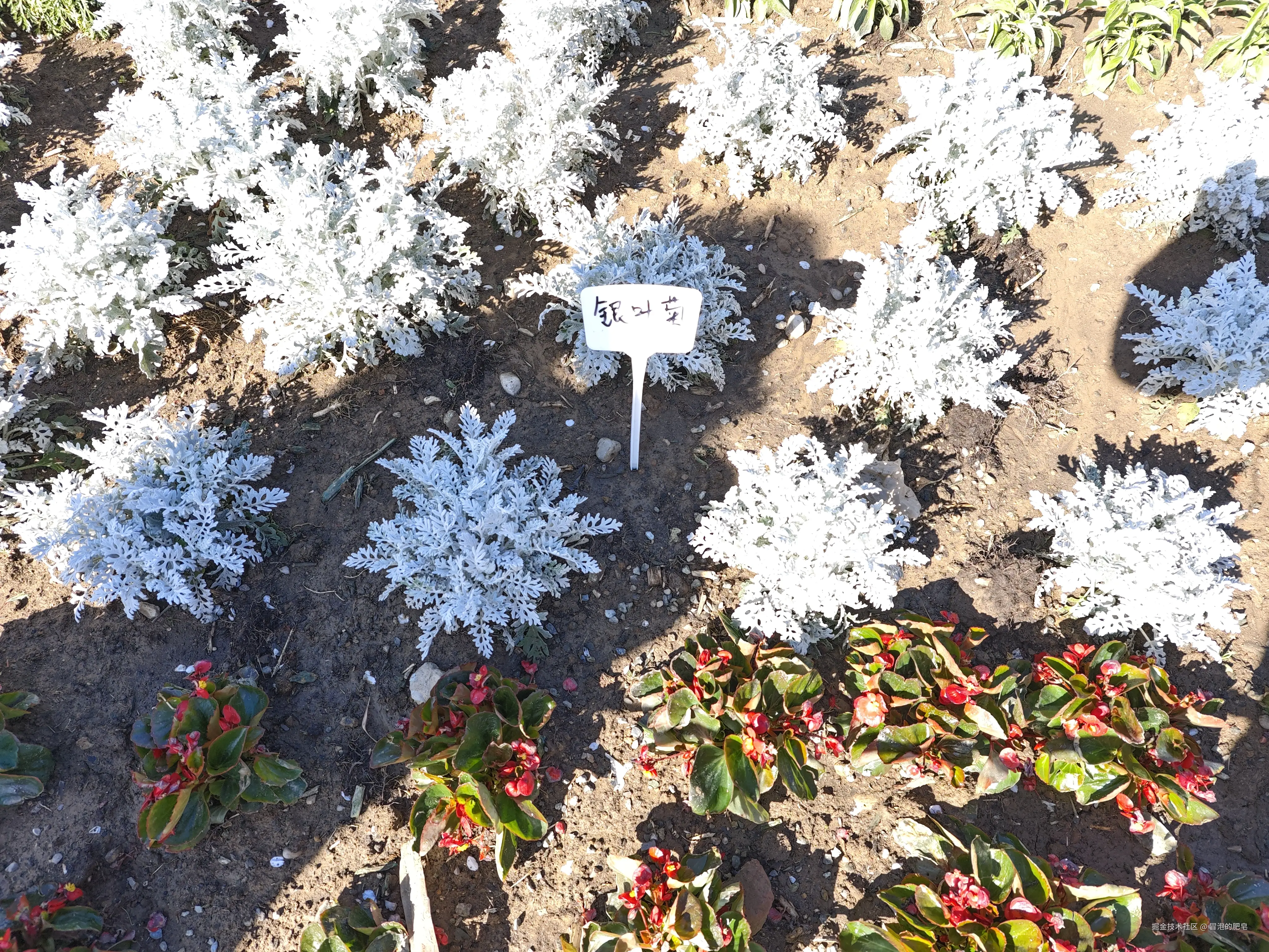 冒泡的肥皂于2025-04-05 11:12发布的图片