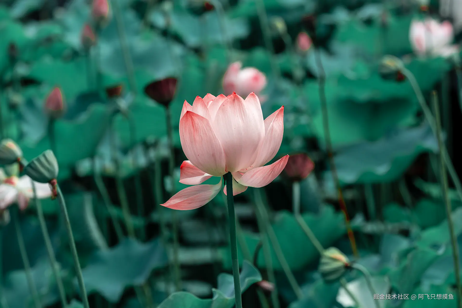 阿飞只想摸鱼于2025-07-16 02:23发布的图片