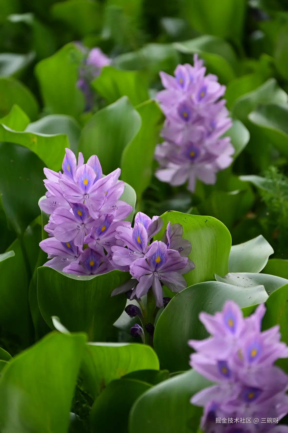 三碗呀于2025-06-23 10:33发布的图片