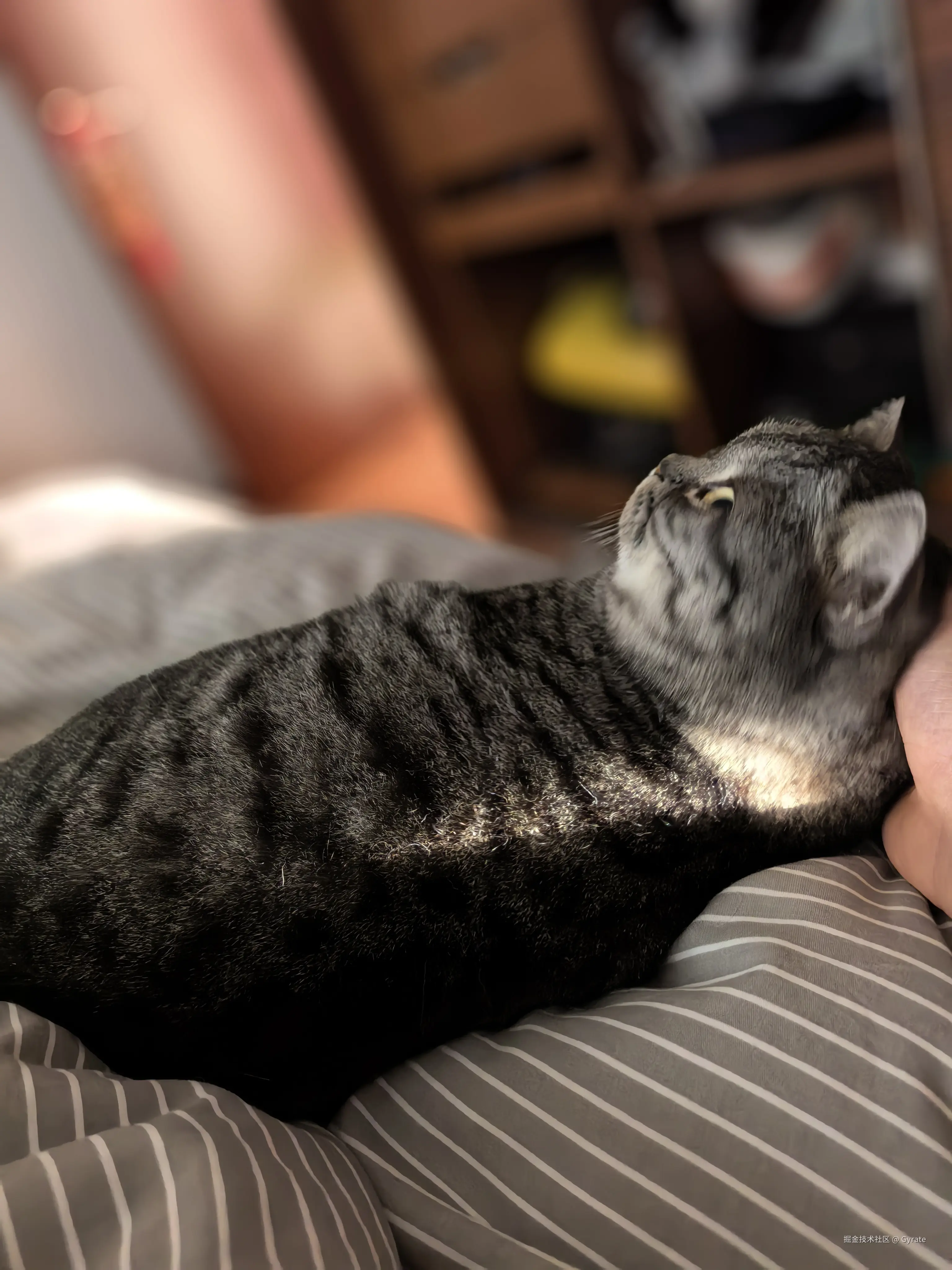 Gyrate于2026-03-11 22:23发布的图片