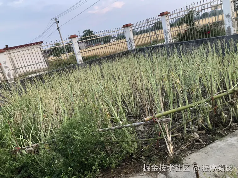 程序猿tx于2025-05-24 10:10发布的图片