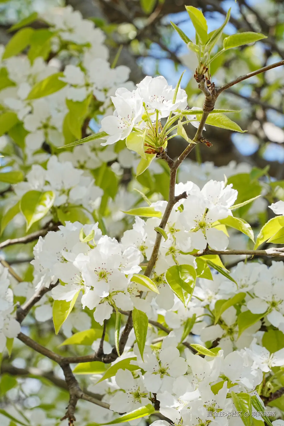 啊略略略于2025-04-02 14:21发布的图片