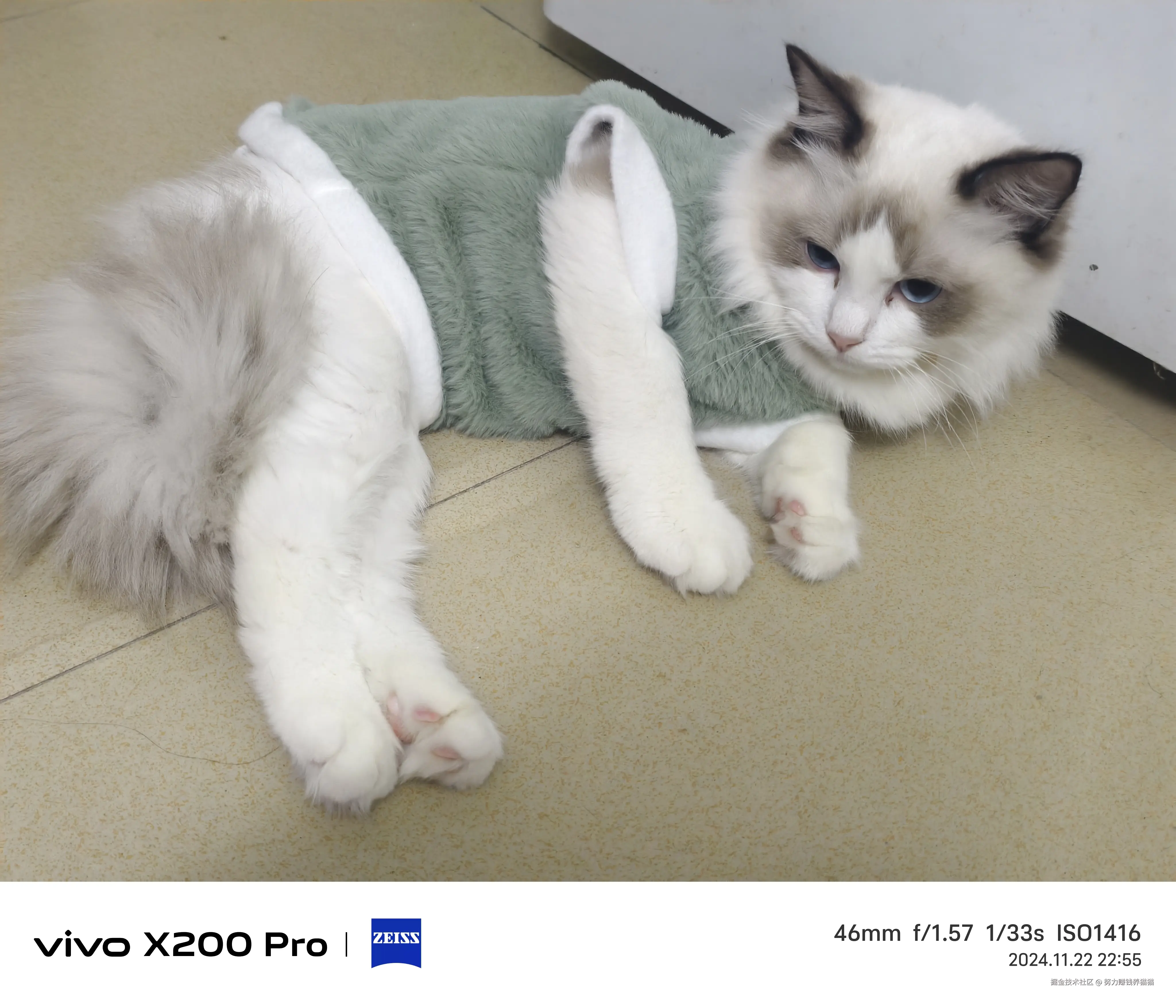 努力赚钱养猫猫于2024-11-23 16:44发布的图片