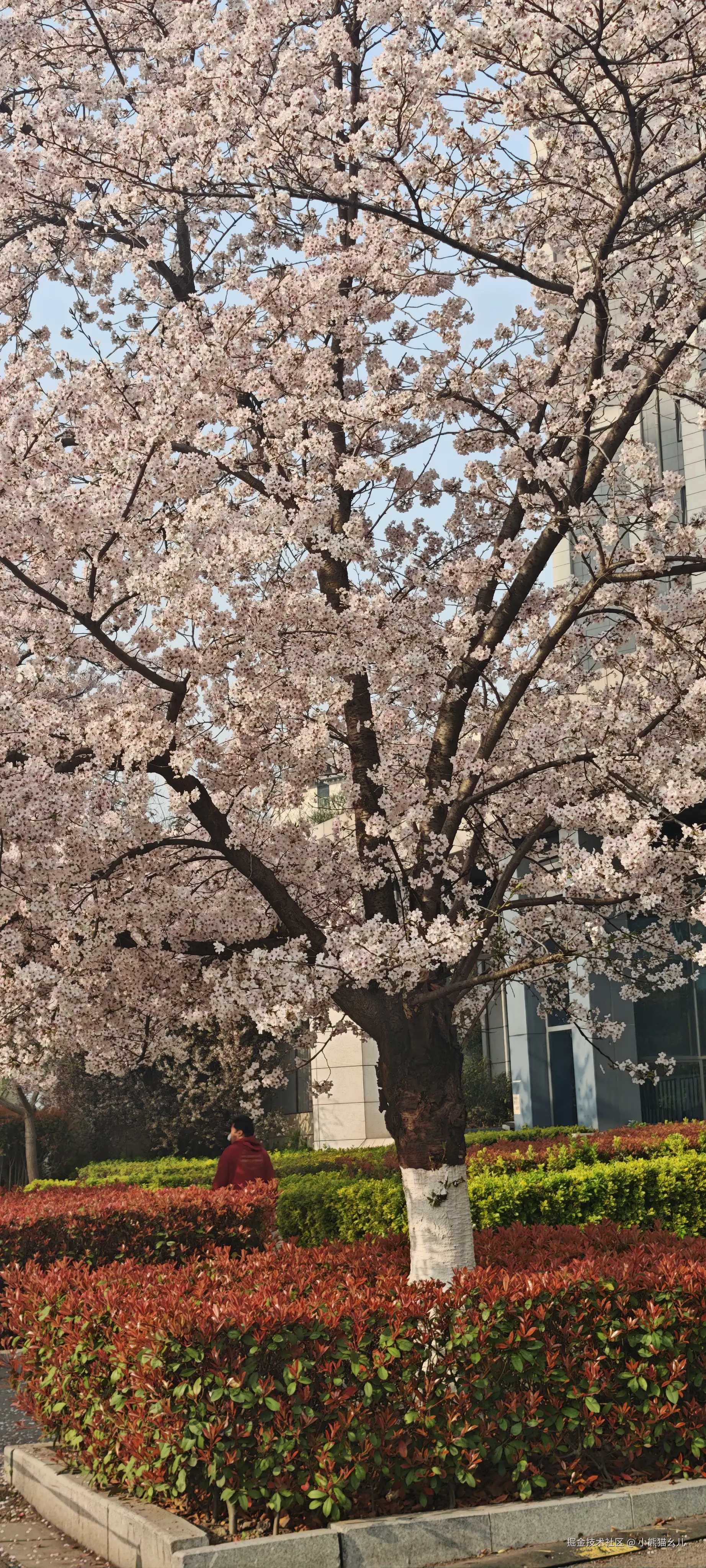 小熊猫幺儿于2026-03-29 14:54发布的图片