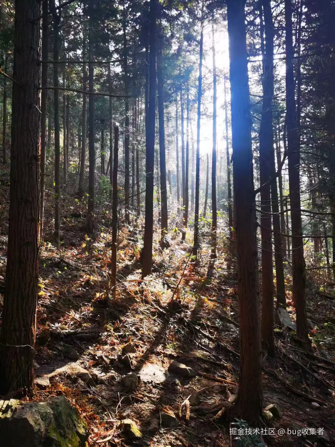 bug收集者于2024-11-25 09:51发布的图片