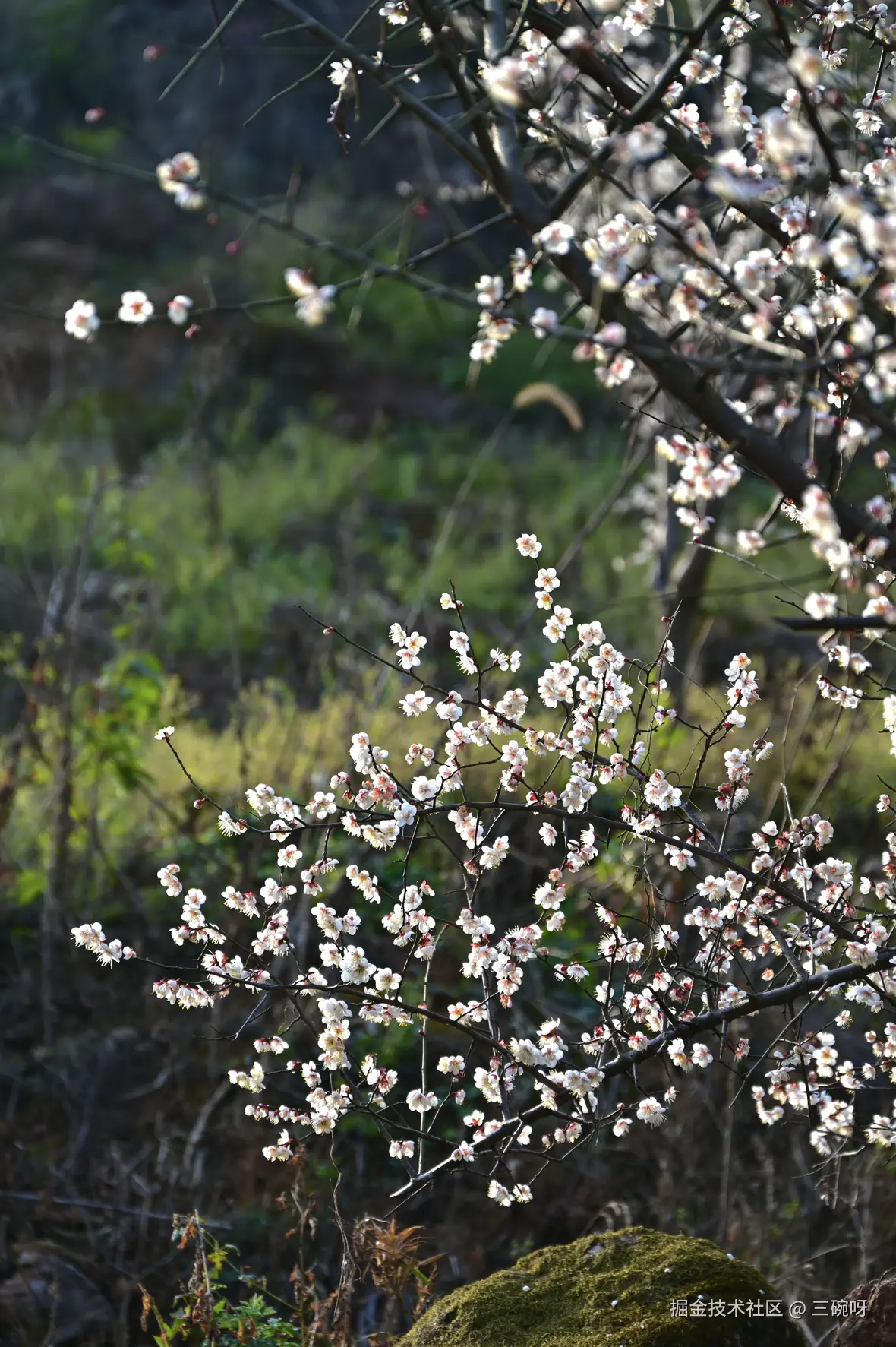 三碗呀于2026-01-22 14:56发布的图片