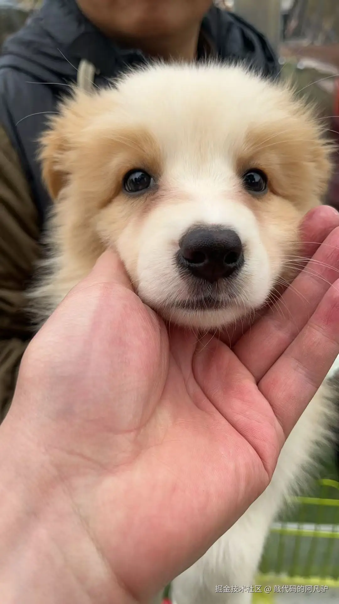 敲代码的阿凡驴于2025-10-27 14:24发布的图片