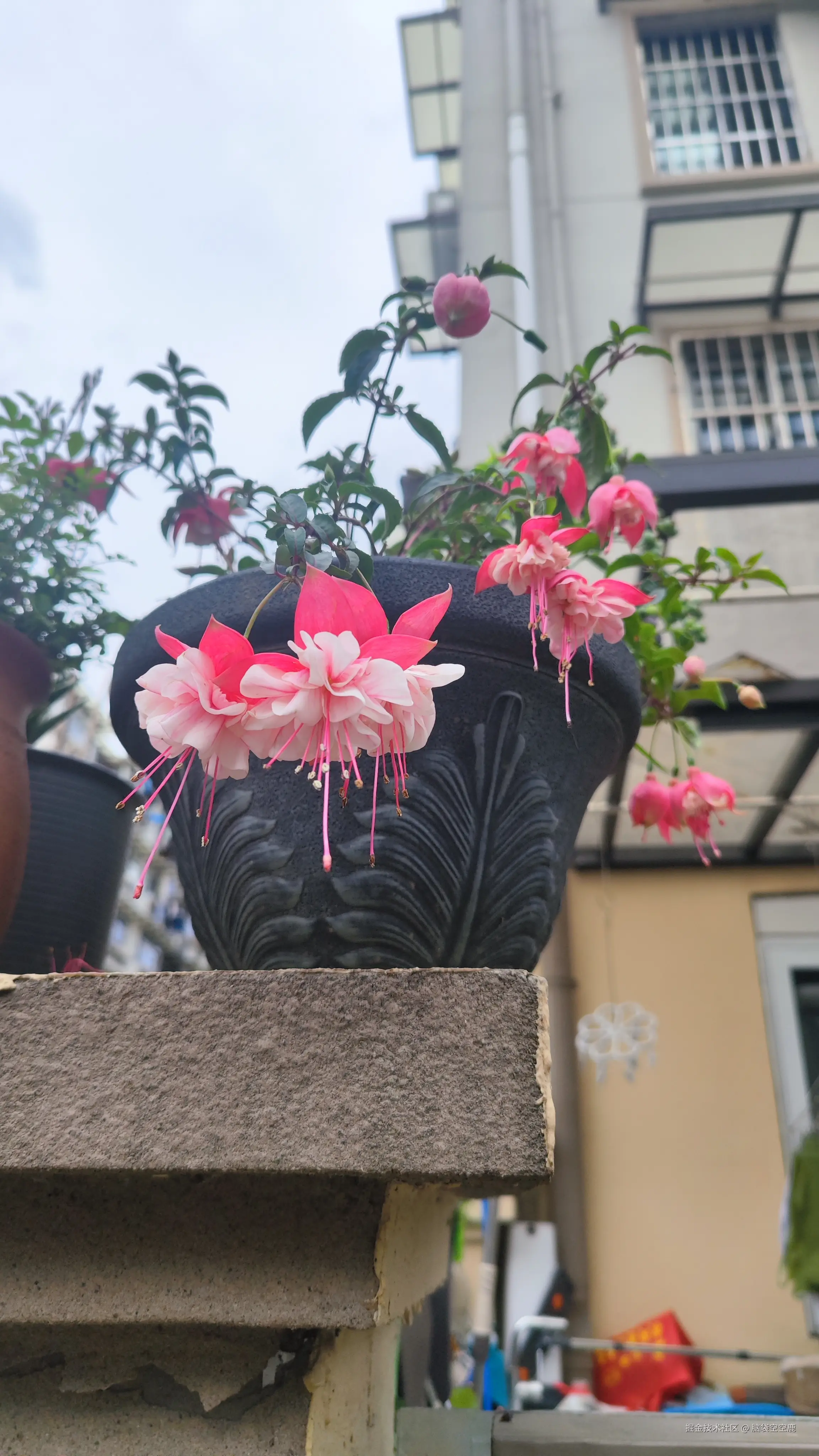 脑袋空空鹿于2026-04-06 14:43发布的图片