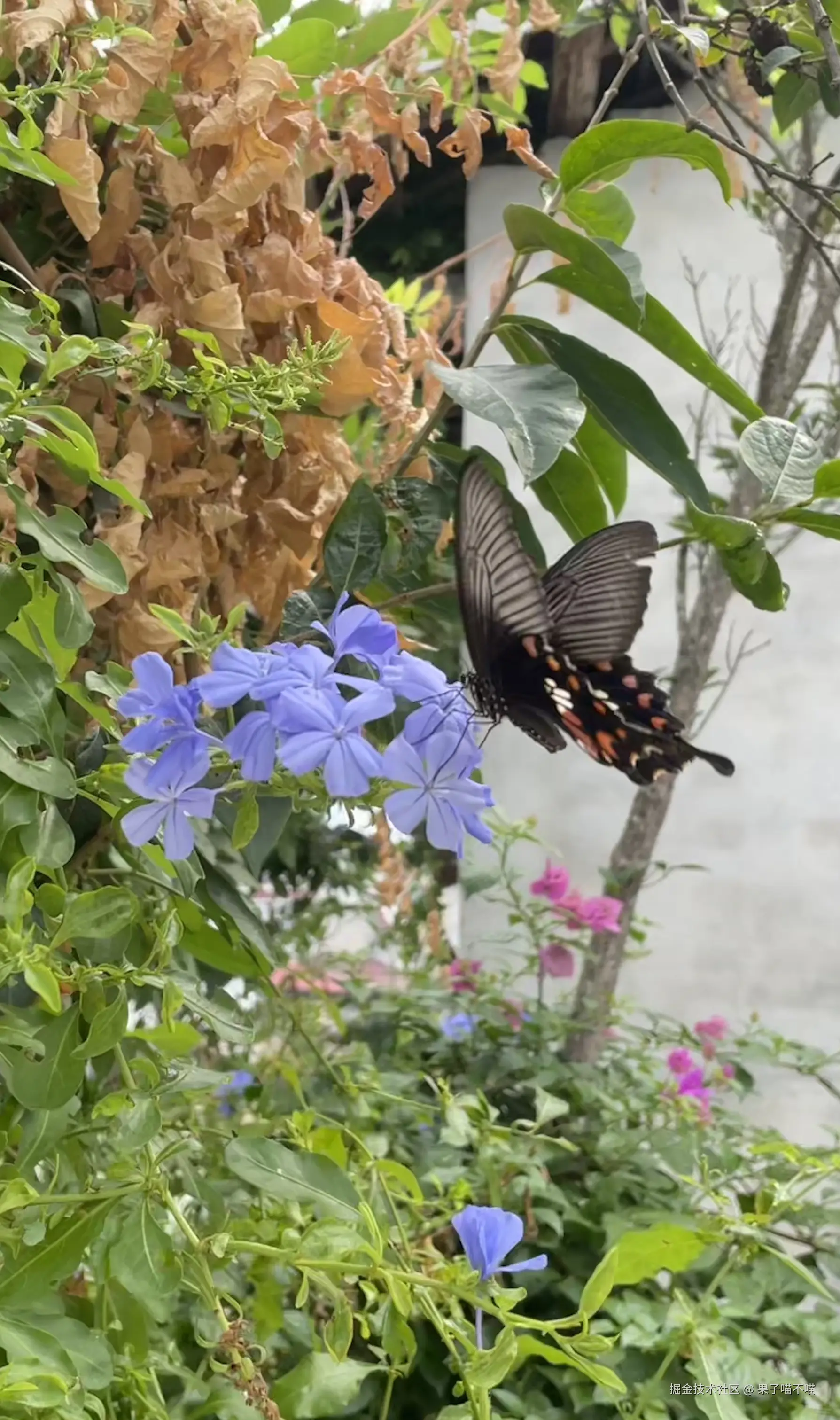 果子喵不喵于2025-05-21 16:33发布的图片