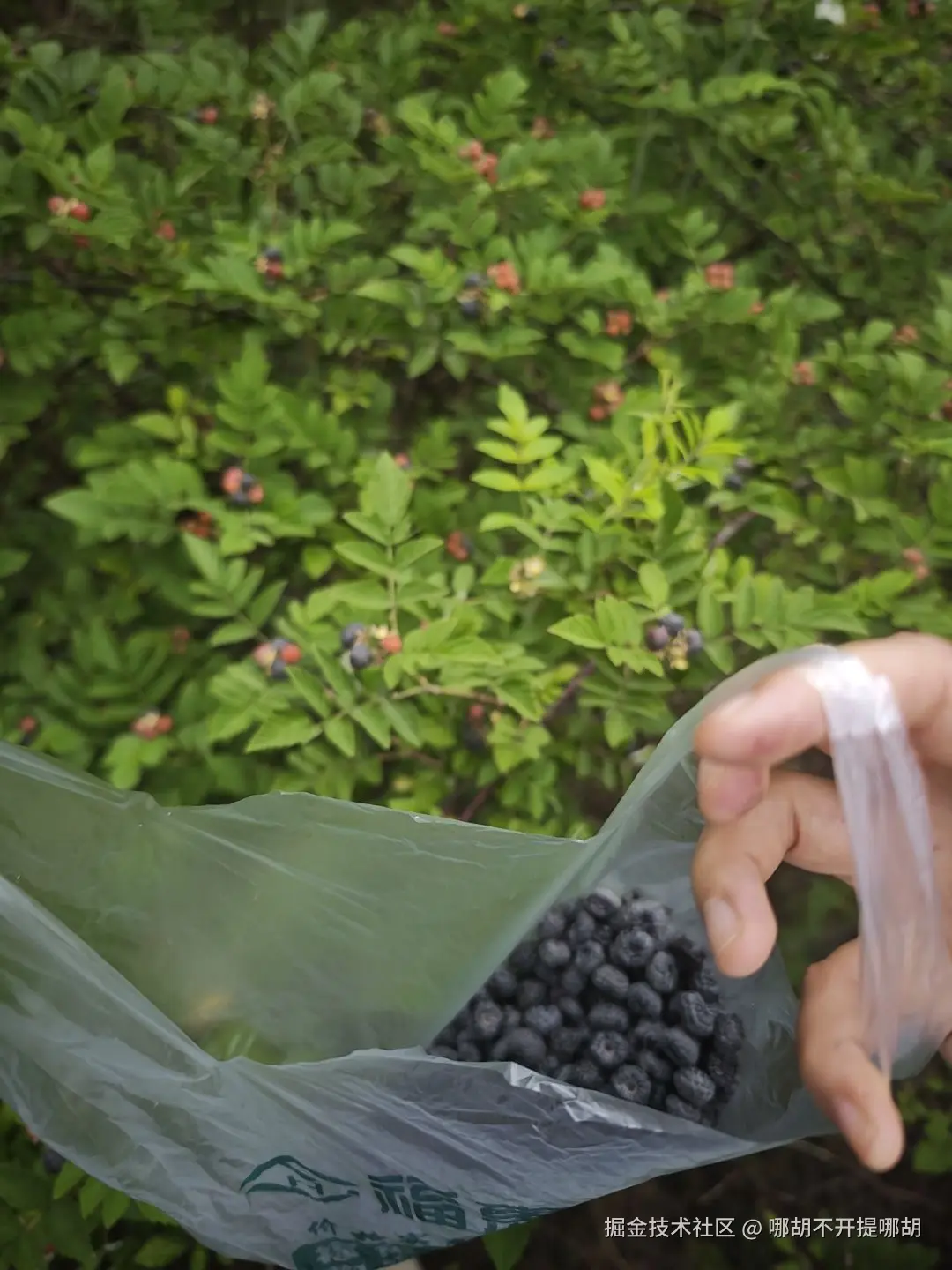 哪胡不开提哪胡于2025-06-03 10:28发布的图片