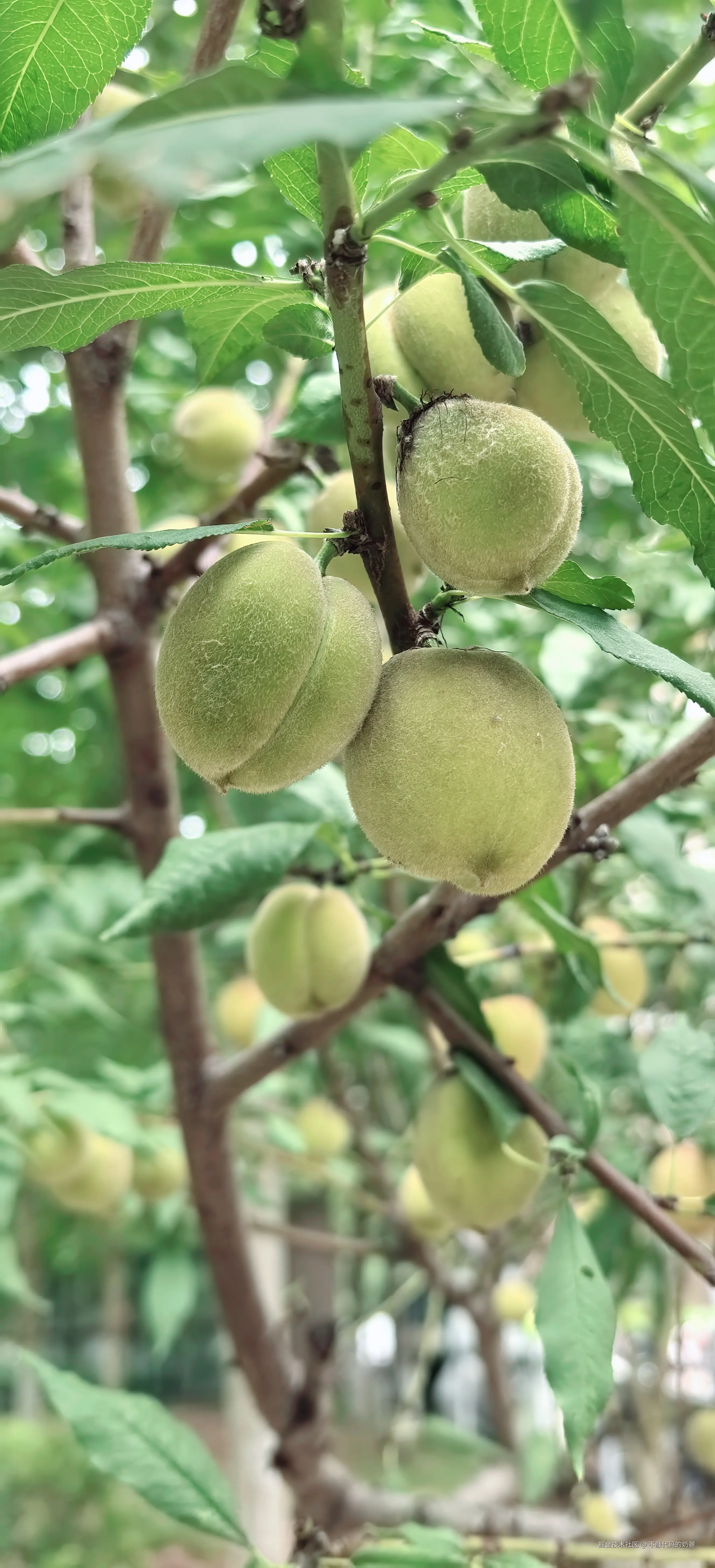 不敲代码的奶爸于2024-08-25 16:49发布的图片