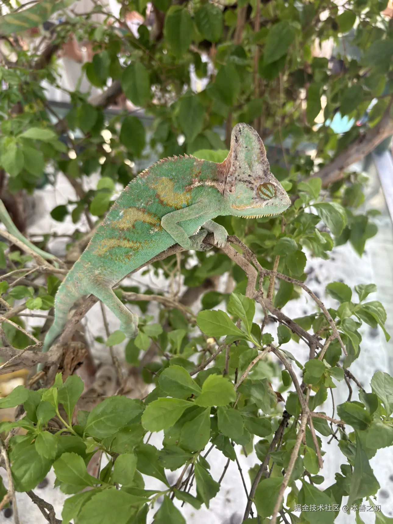 本善之初于2025-05-06 15:14发布的图片