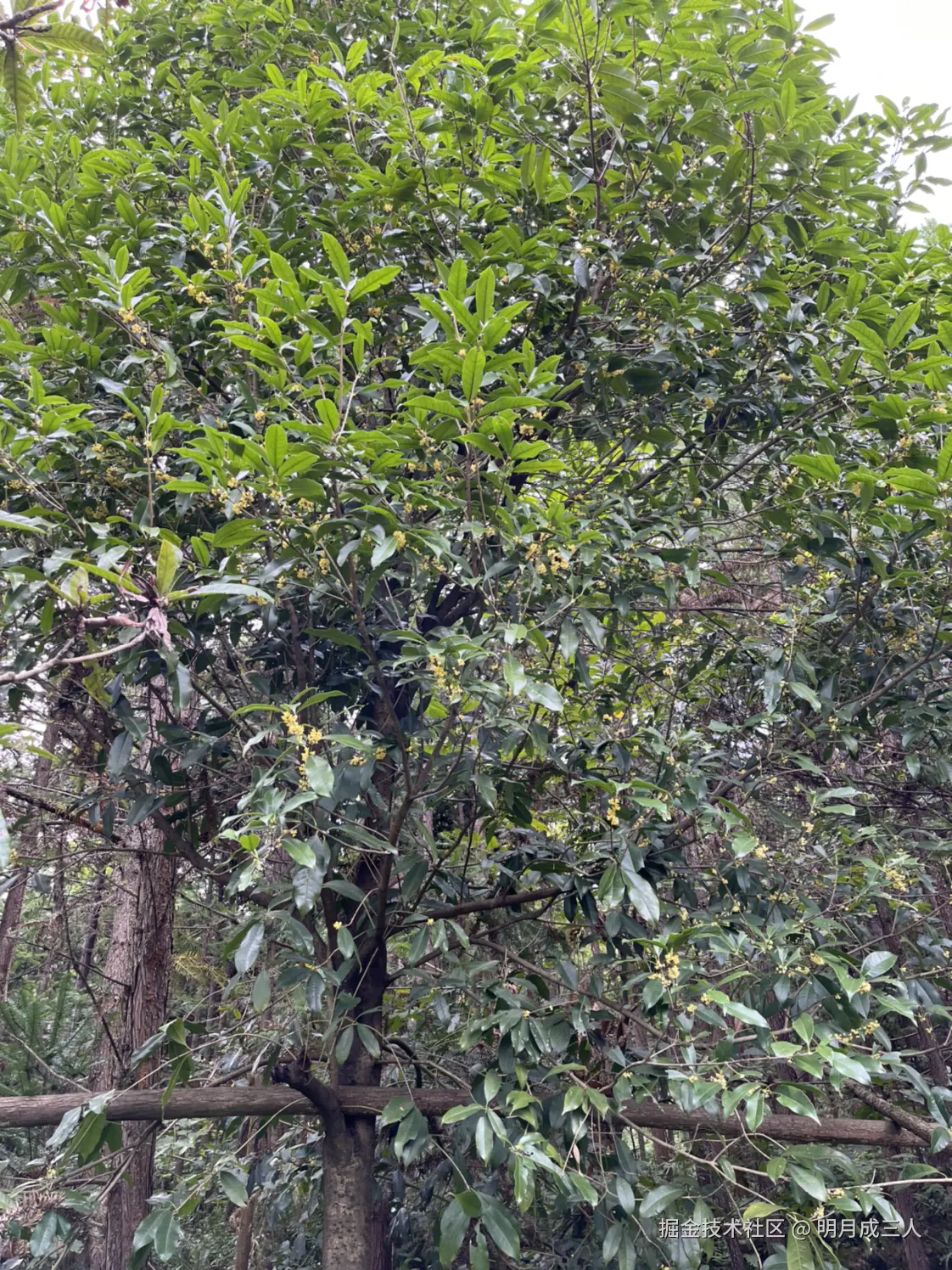 明月成三人于2025-10-10 09:16发布的图片