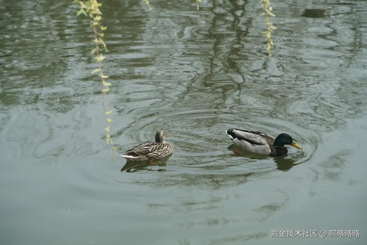啊略略略于2025-03-24 10:24发布的图片
