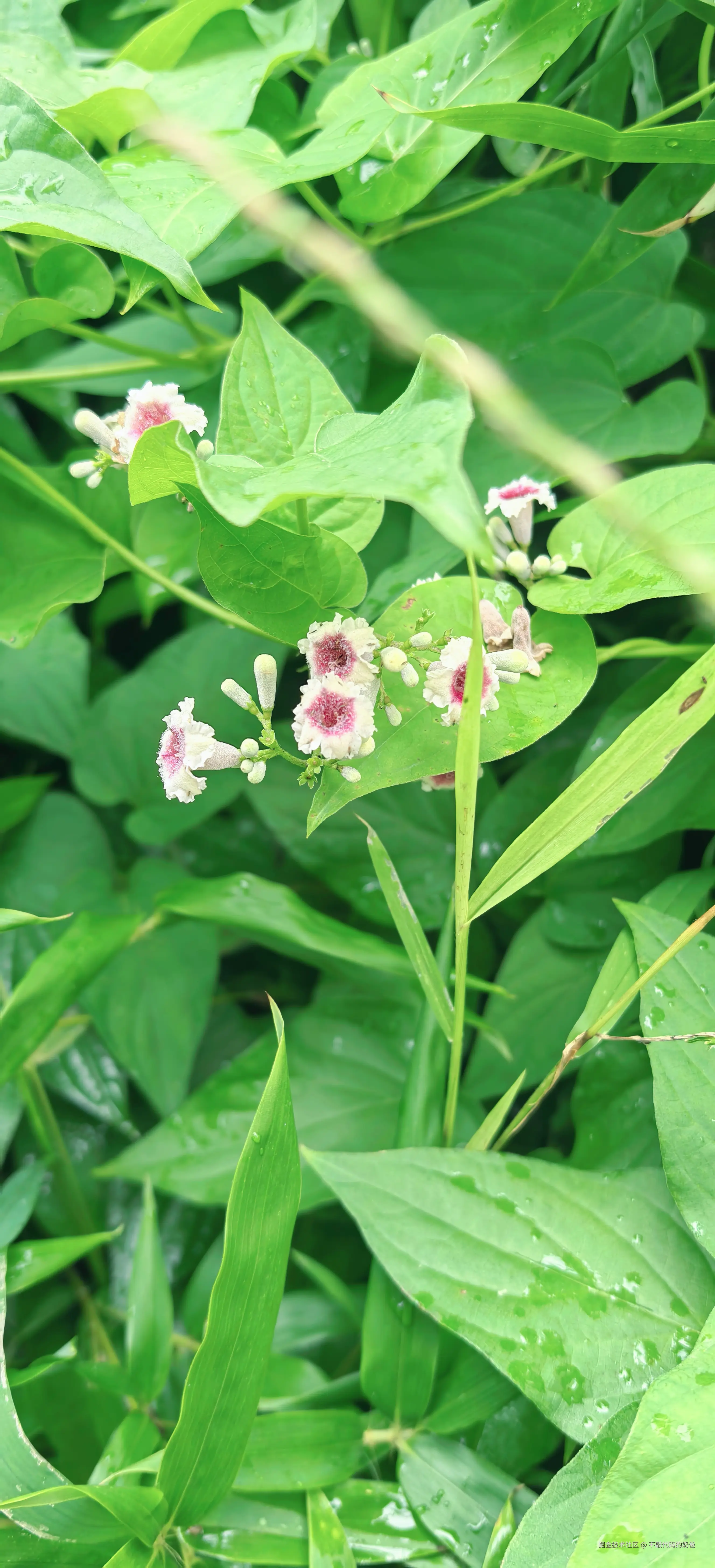 不敲代码的奶爸于2024-08-25 08:49发布的图片