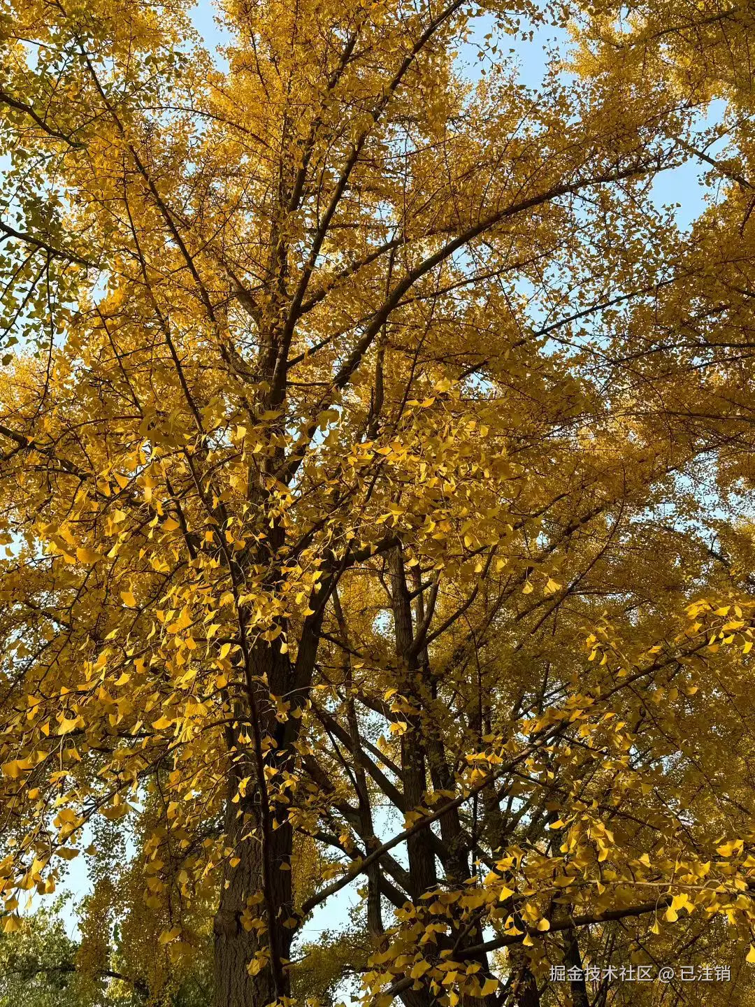 已注销于2025-11-09 10:47发布的图片