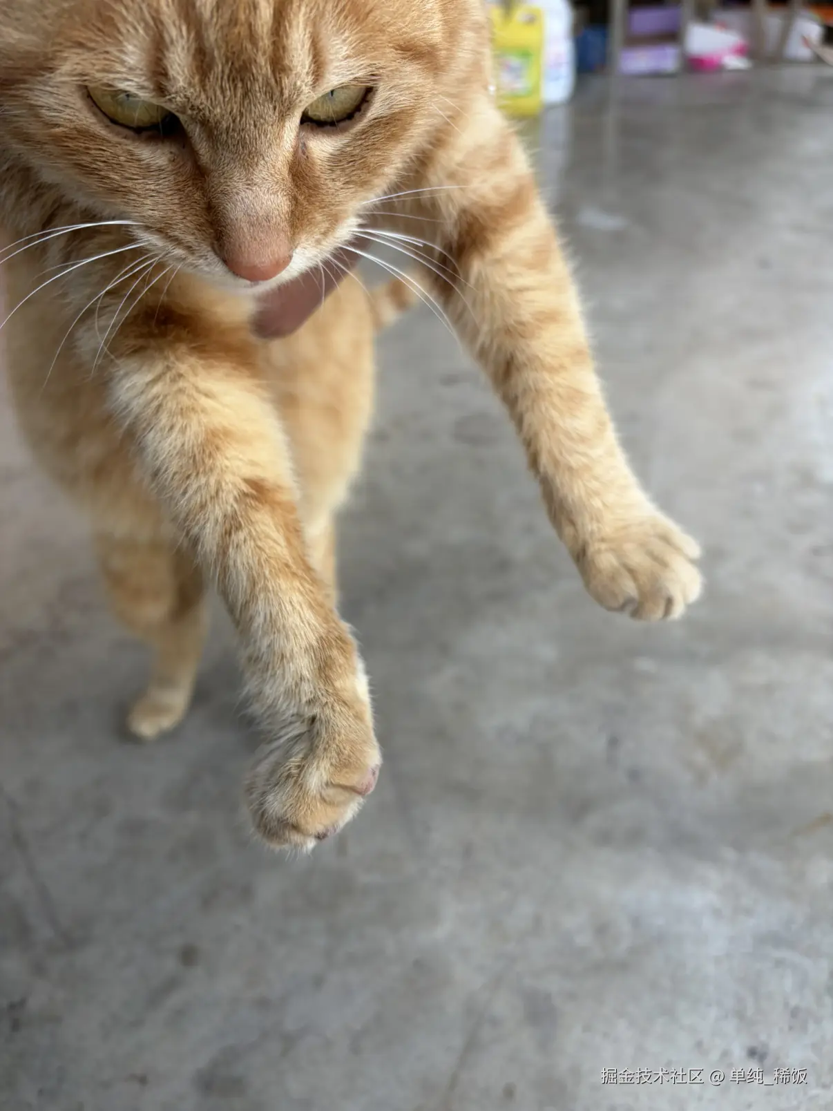 单纯_稀饭于2026-02-26 12:00发布的图片