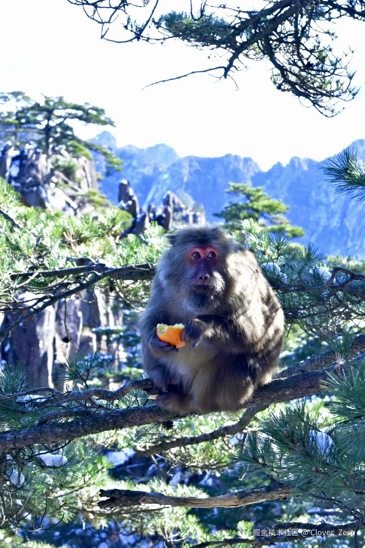 Clover_Zest于2026-01-08 01:01发布的图片