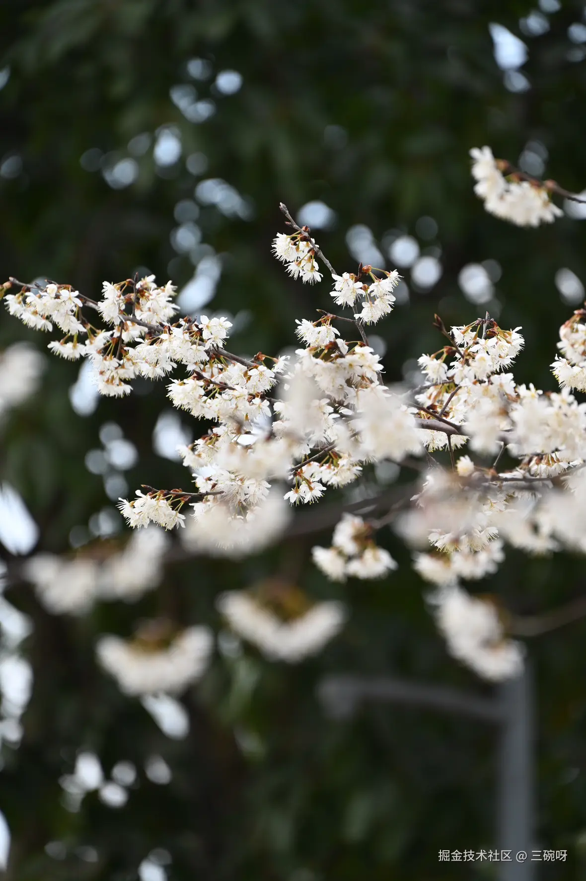 三碗呀于2025-02-17 16:01发布的图片