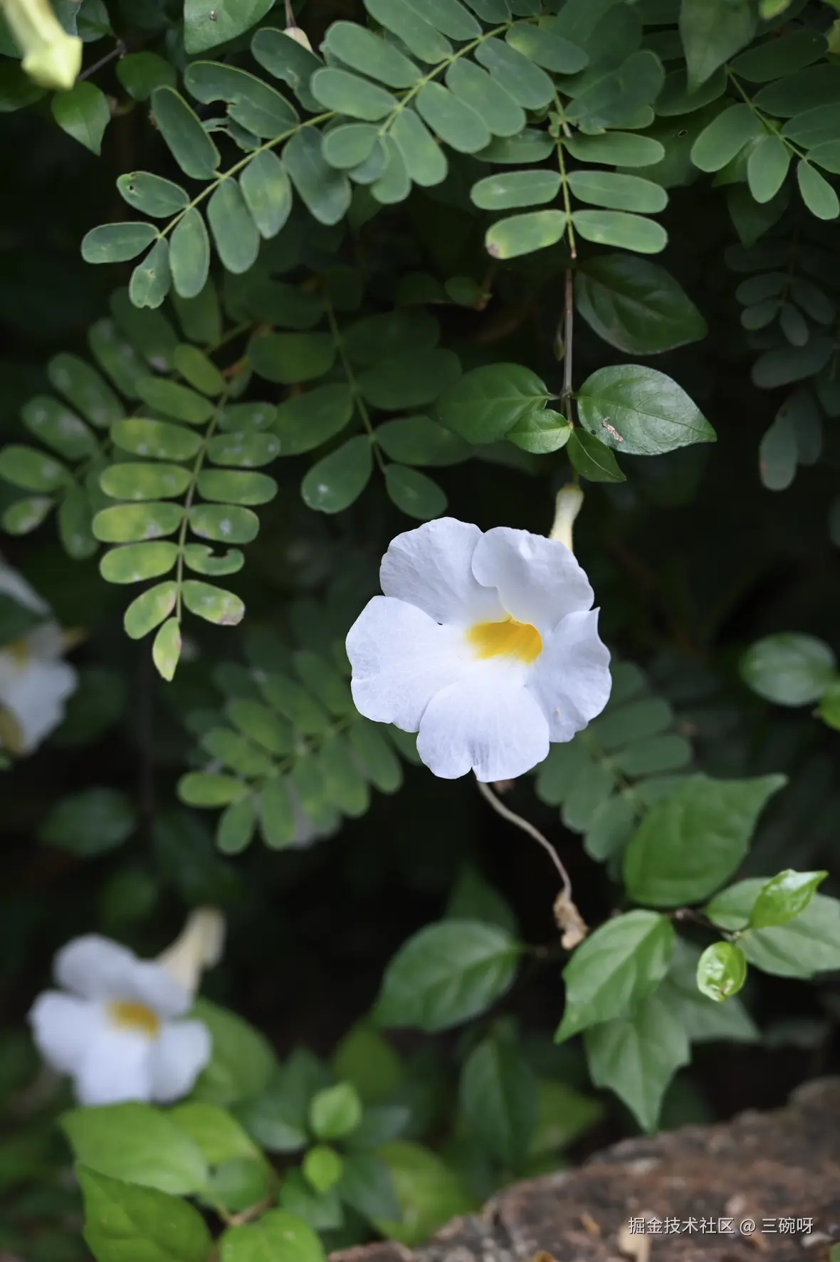 三碗呀于2024-12-09 11:51发布的图片