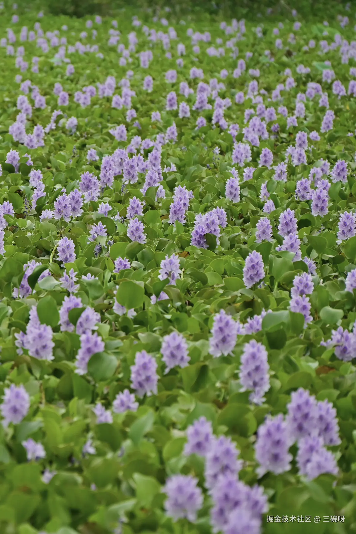 三碗呀于2025-06-23 10:33发布的图片