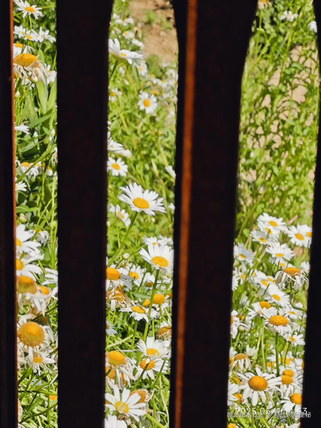 写代码治便秘于2025-05-13 10:10发布的图片